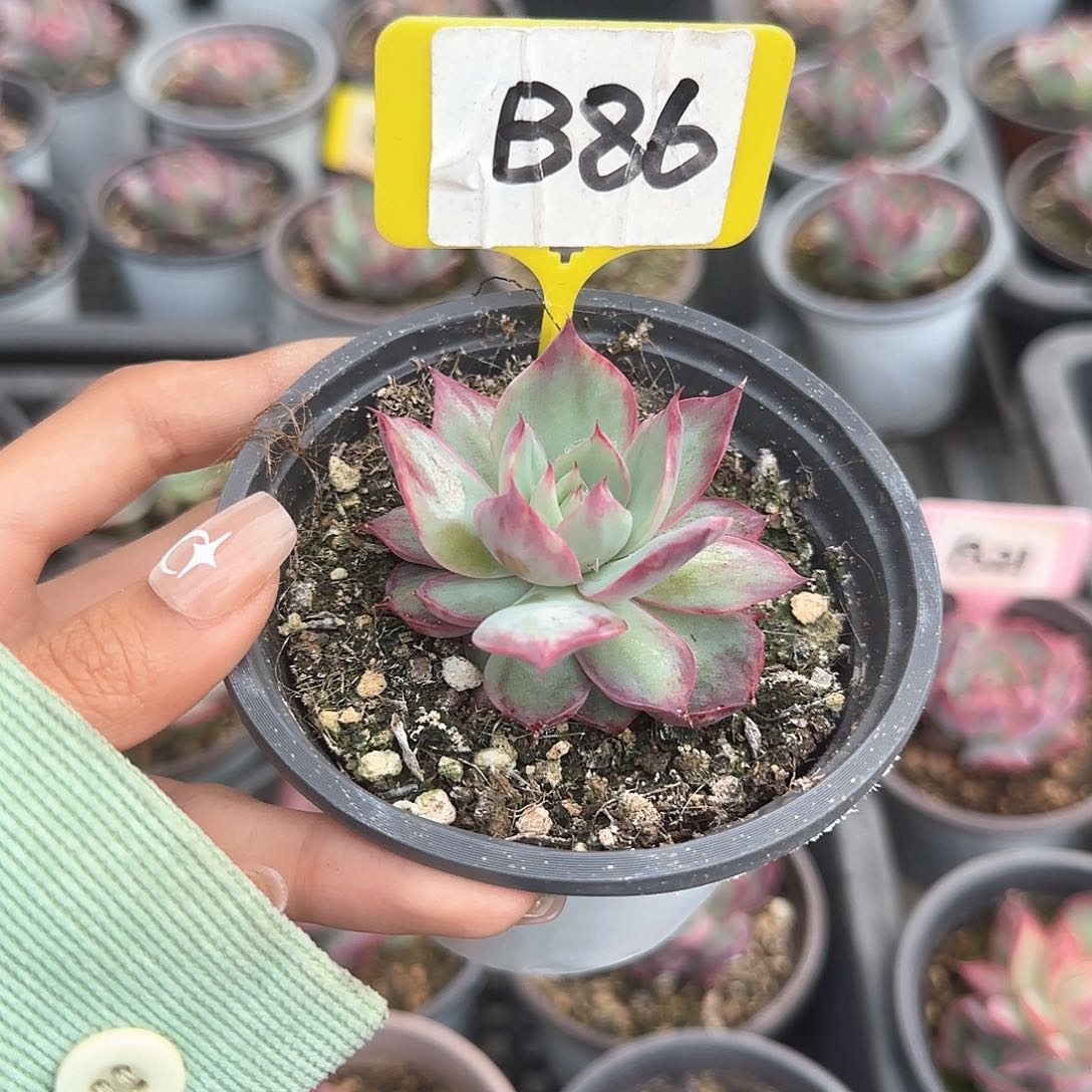 暖*惊鸿仙子B86多肉