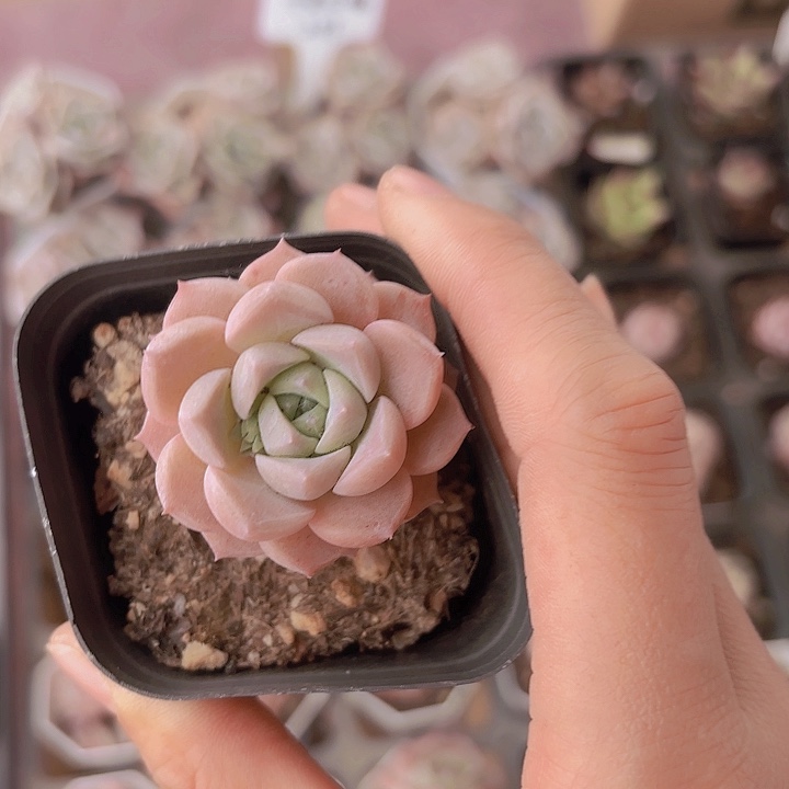 精品粉斑点多肉植物