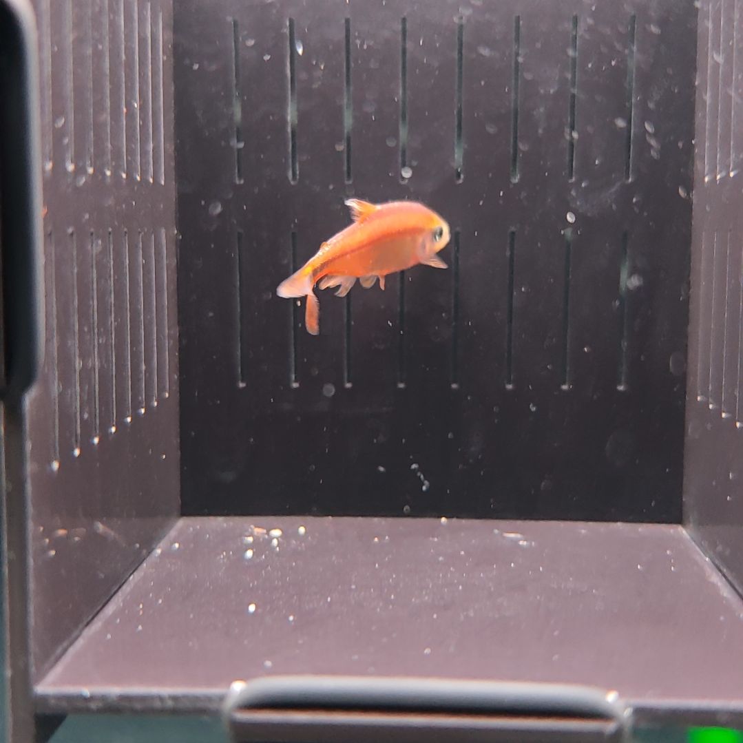 灯科鱼精选超级黄魔鬼