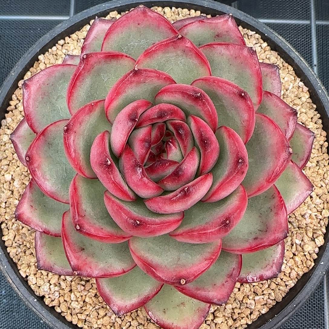 从前慢花园精选万宝龙