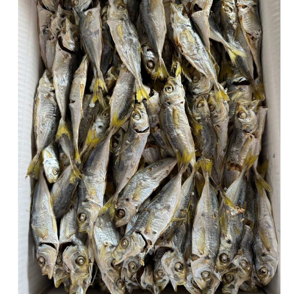 广东汕尾本港灯照黄尾巴浪鱼干淡晒可即食煎炒