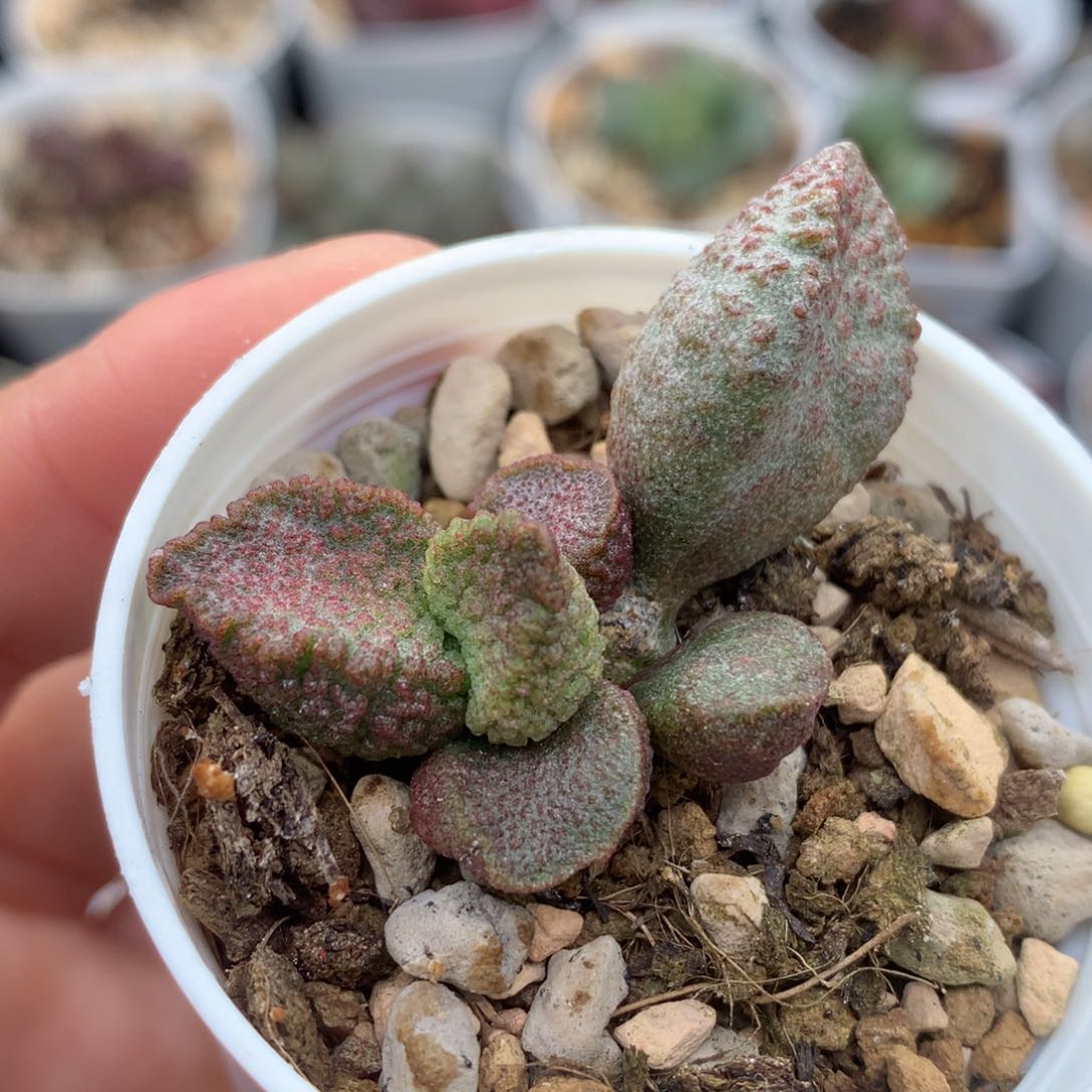 夜光杯 多肉植物水泡