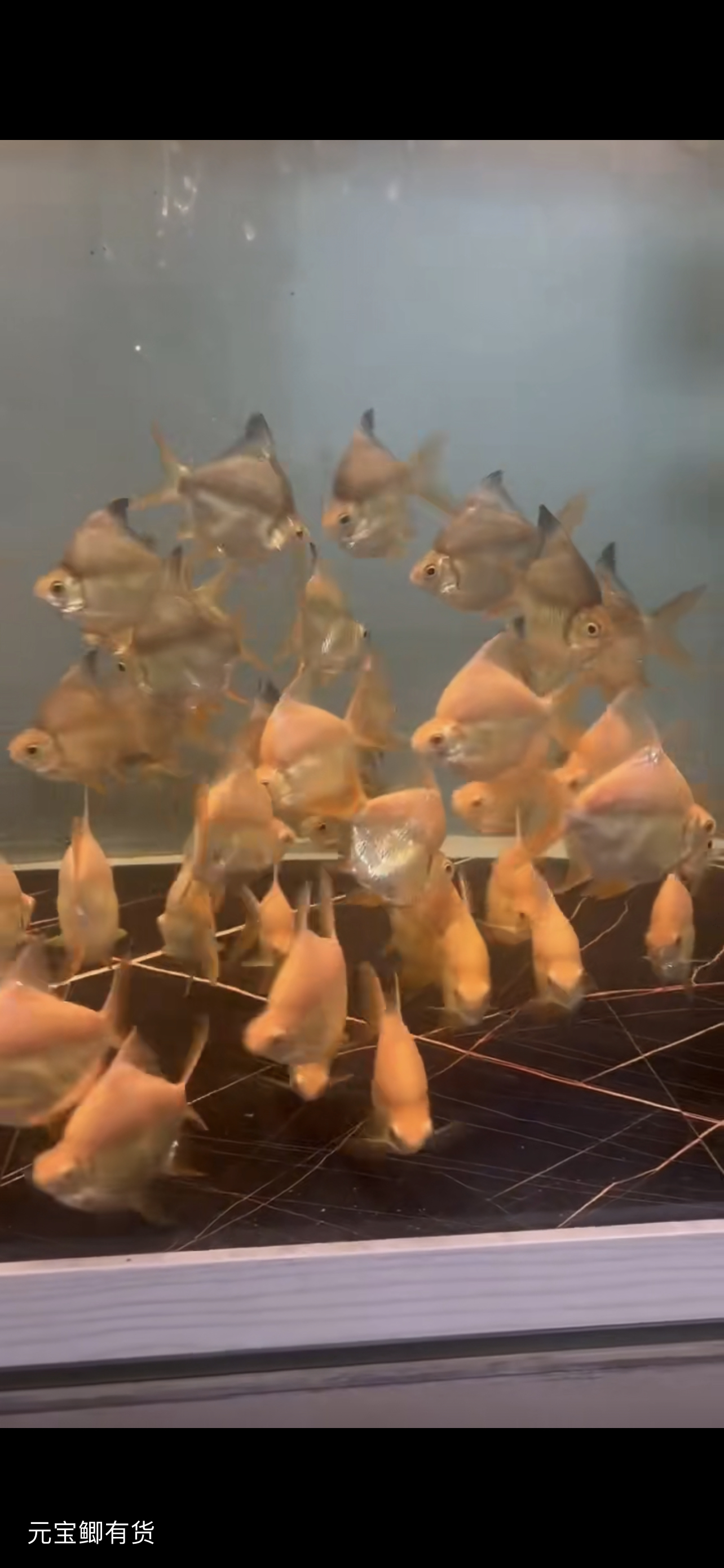 泰国零号元宝鲫鱼