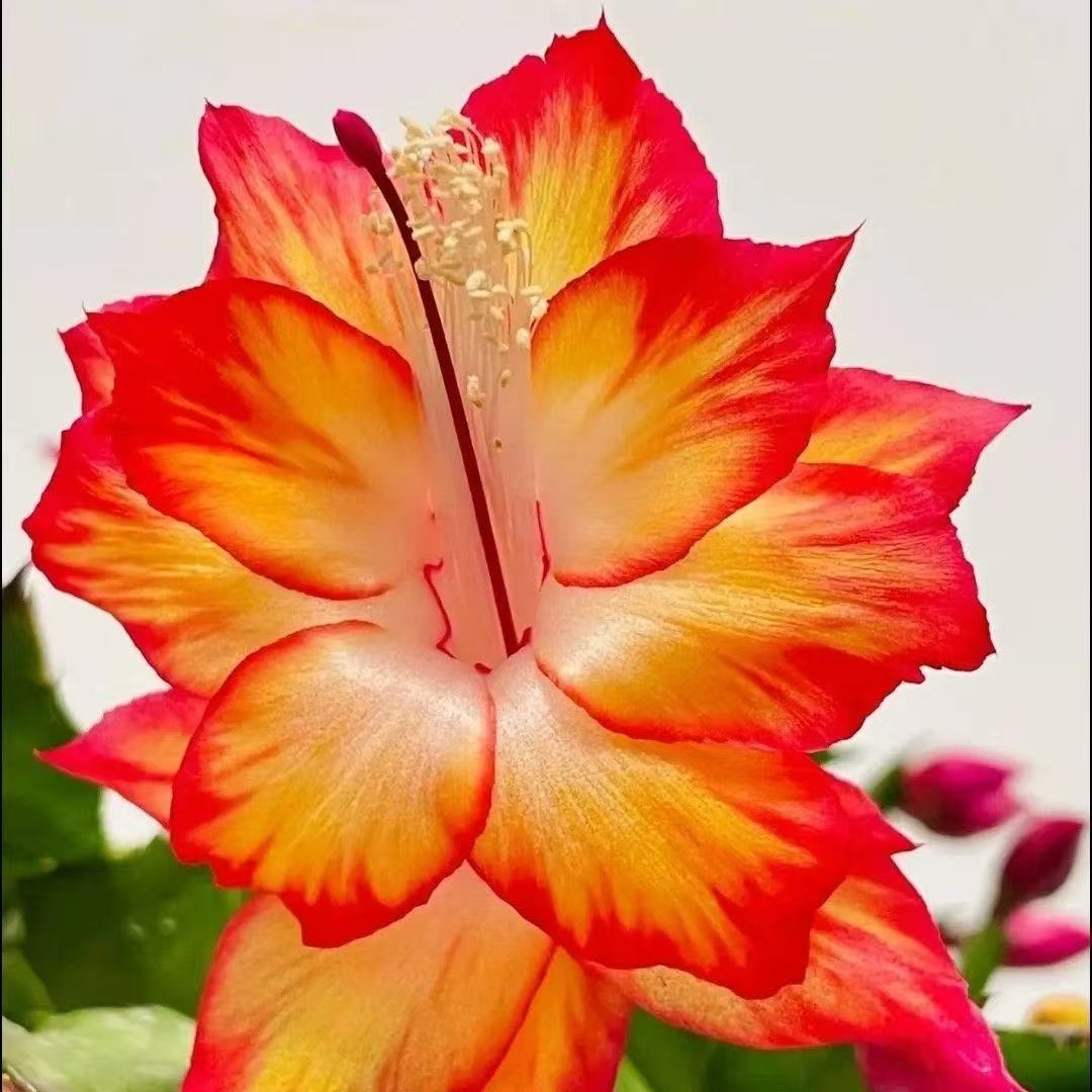 5【桑吉塔】 蟹爪兰花苗盆栽带花苞好养耐活四季开花