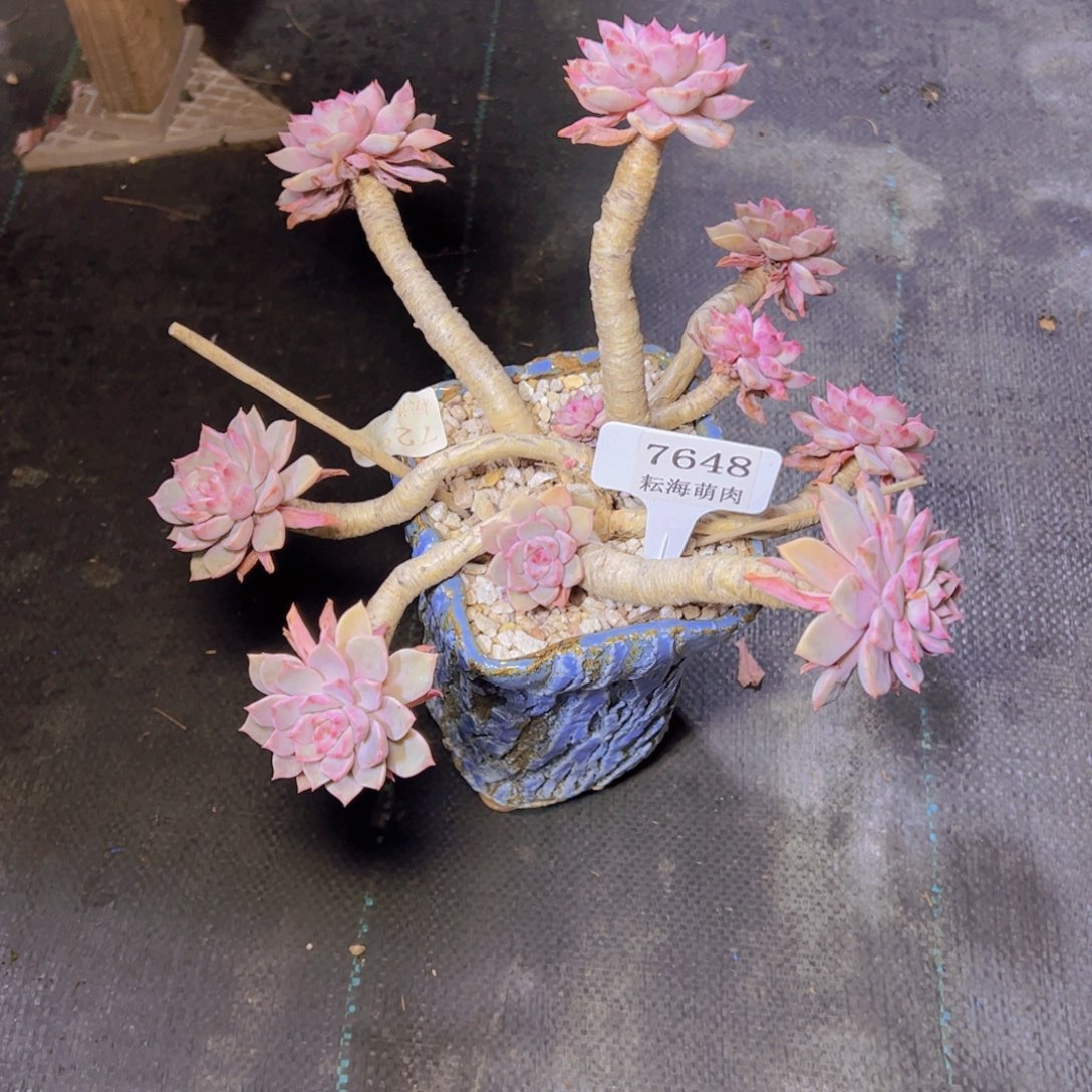 a***d红粉7648多肉植物