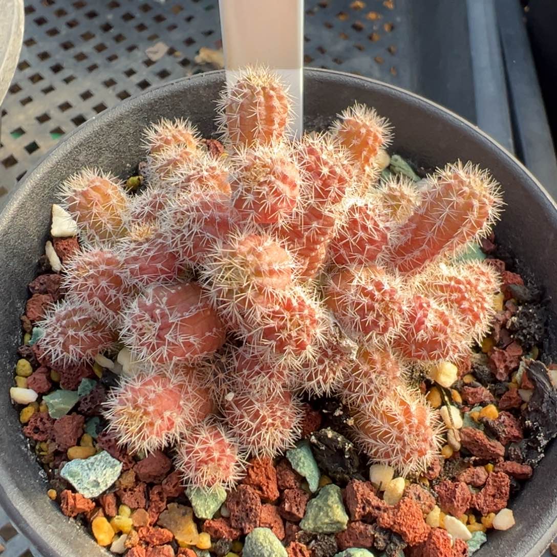 218太阳之吻多肉植物带盆土