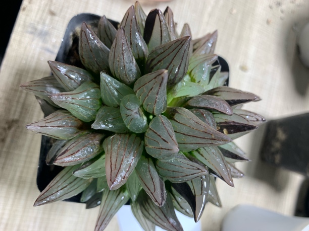 母本大西瓜大群生【多肉植物】新手好养