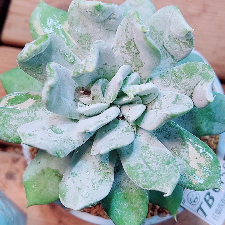 6150普芙拇指的人