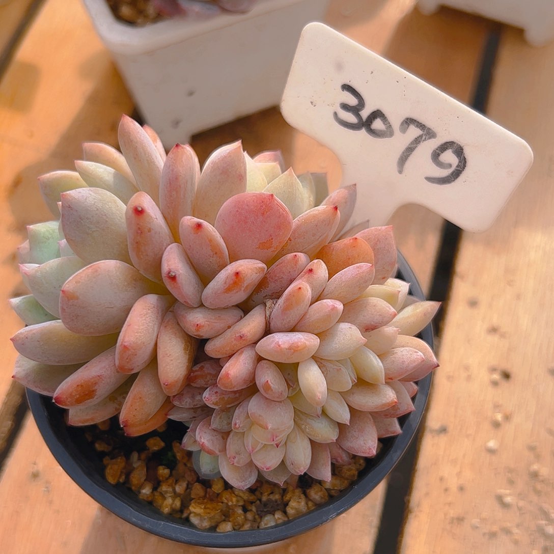 橙梦露缀3079号一物一拍