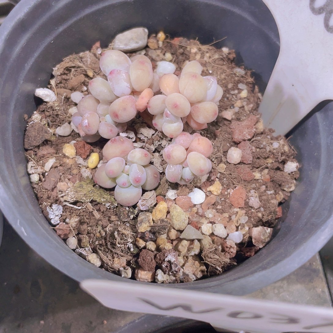 萤火虫e005一物一拍