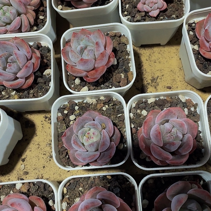 单头粉佳人带盆土发