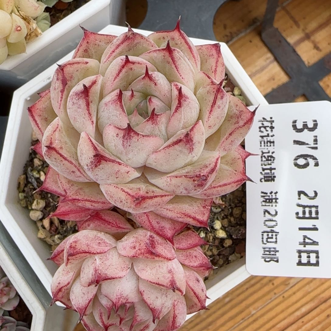 花语逸镜0214-376