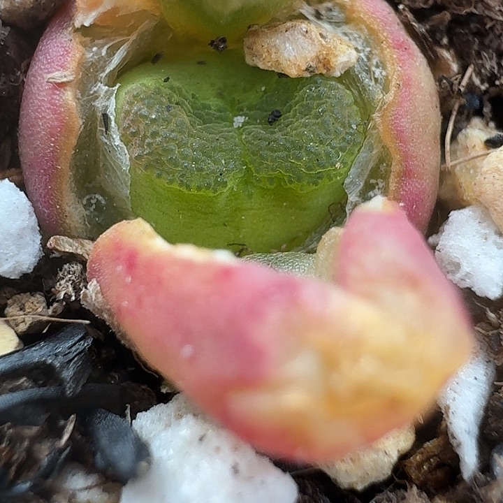 老马生石花雪茄1345