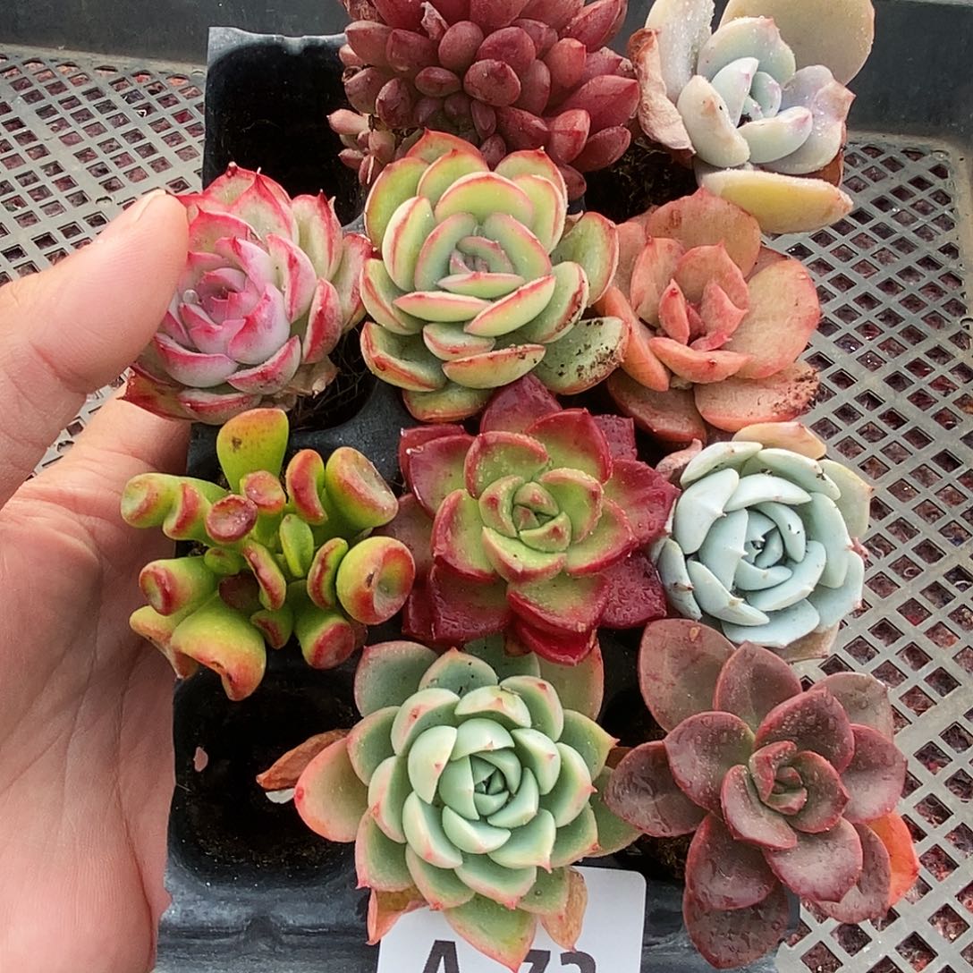 A73一物一拍满9.9包邮