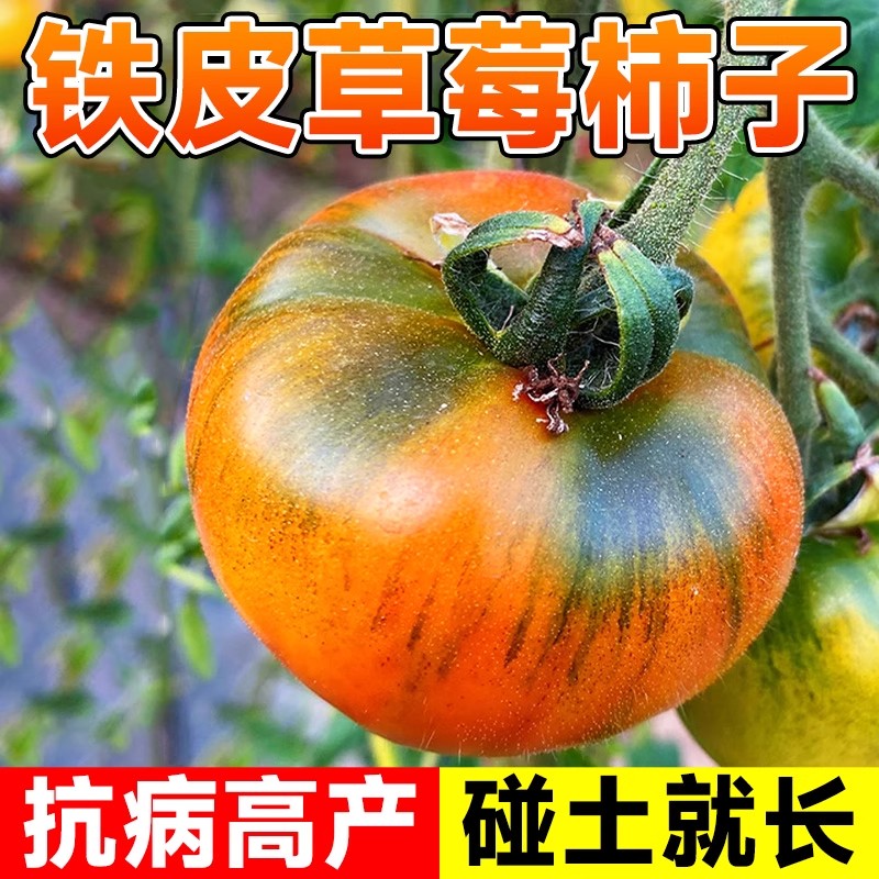 四季草莓西红柿种苗铁皮柿子种籽正宗丹东番茄种籽蔬菜苗沙瓤籽种