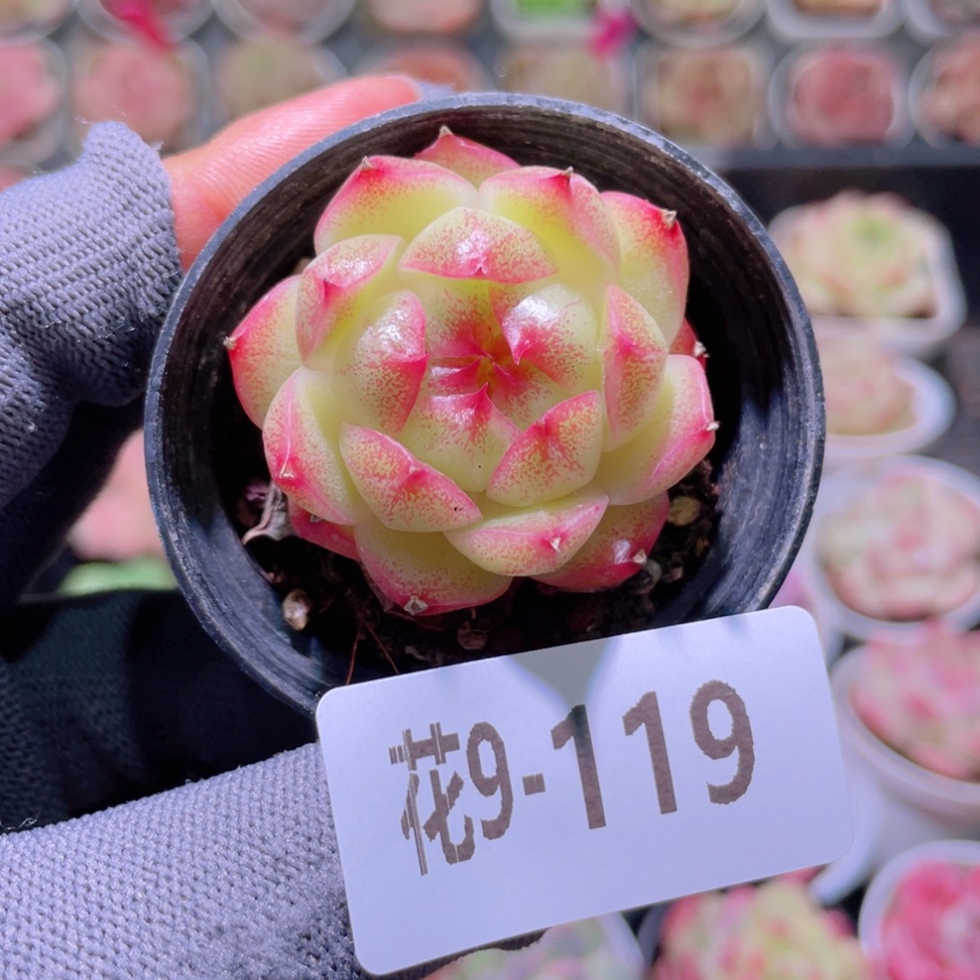 花利美 9-119麦秆