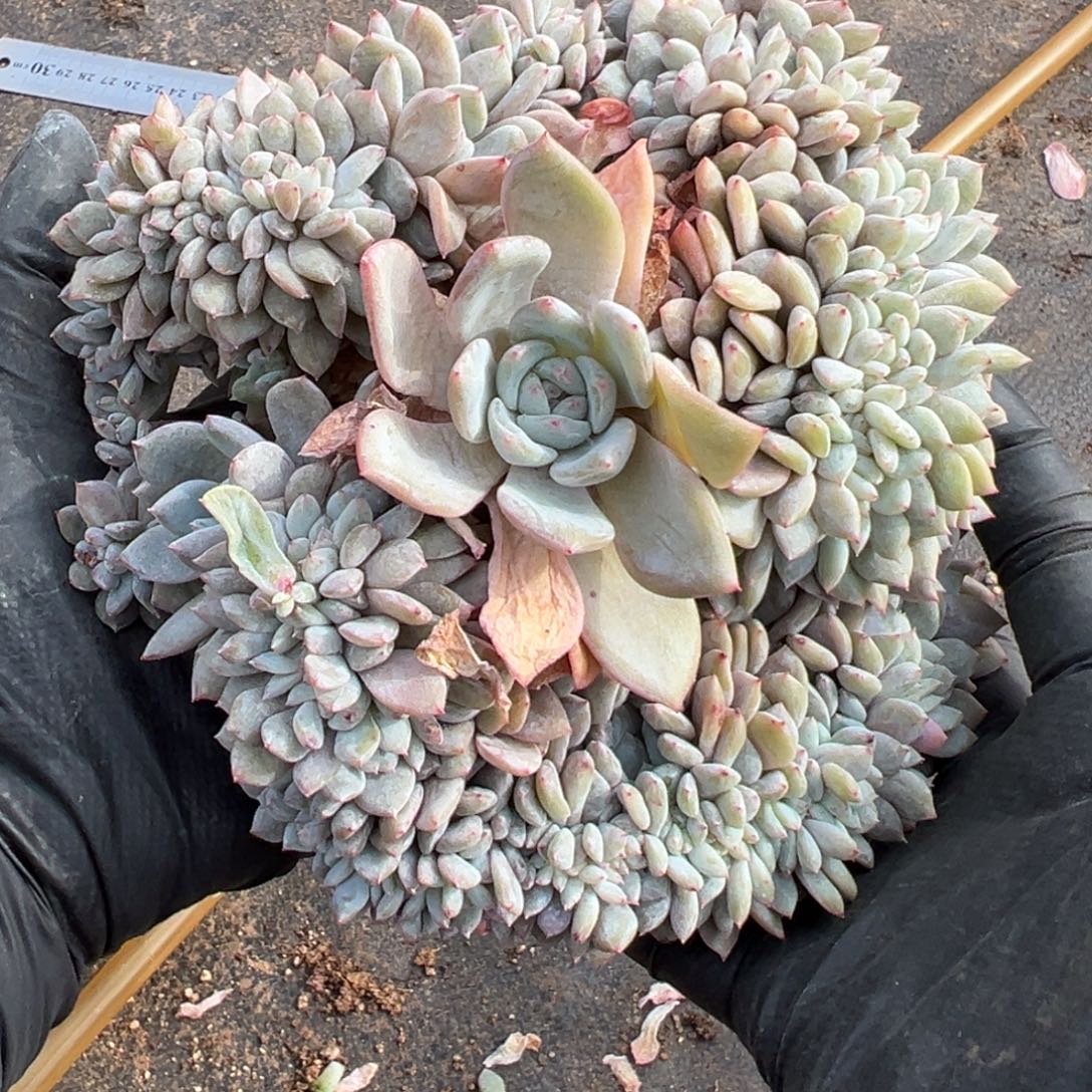 呗***、缀化小树朵朵呀呀呀呀呀呀呀呀