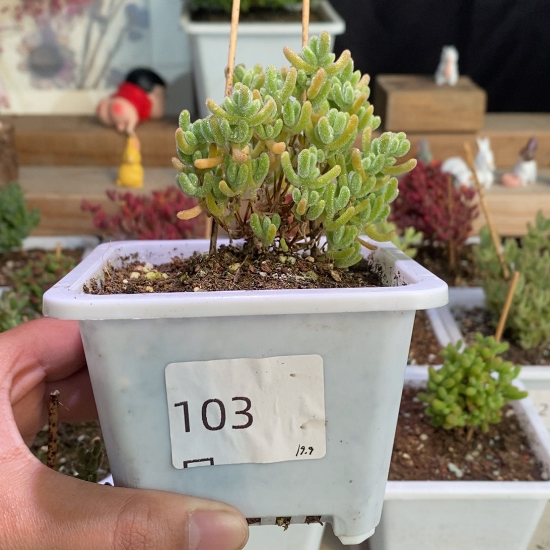 冰晶杂带盆土发货一物一拍