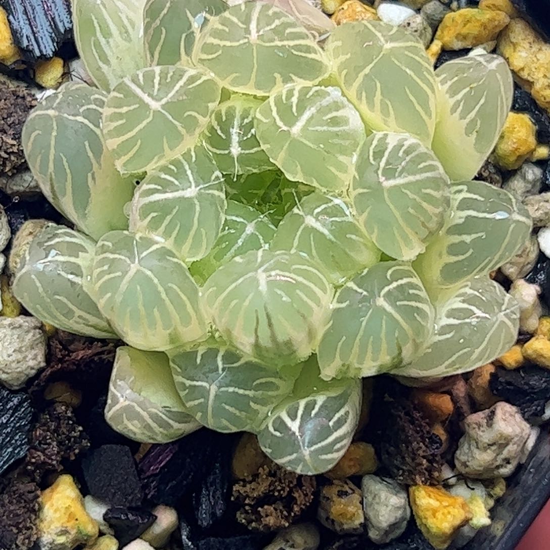 实生糊斑完美锦种播