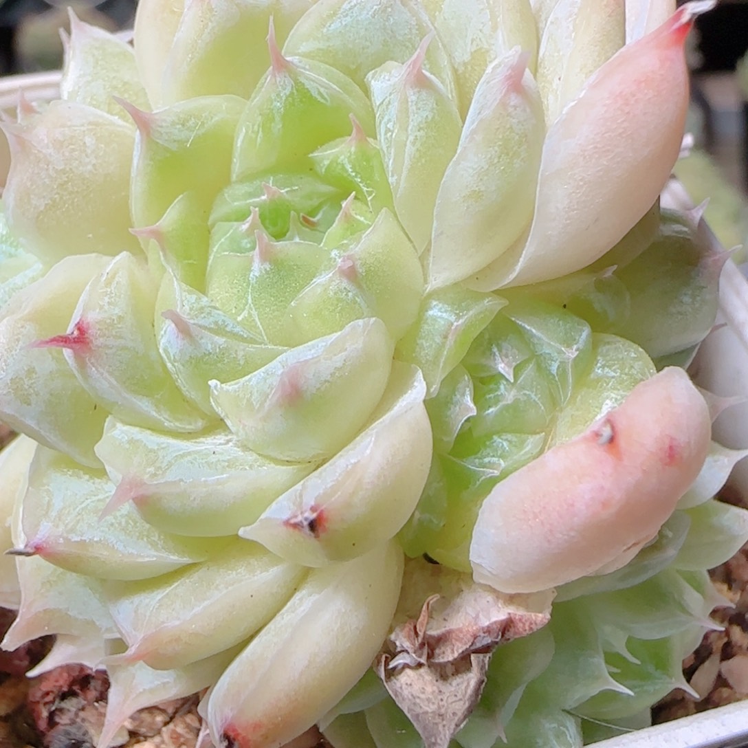 花语逸镜1028-575散