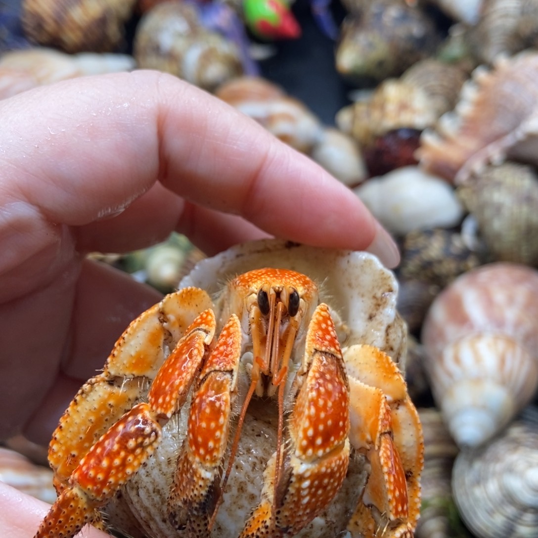 艺嫚居萌宠拍拍 36号