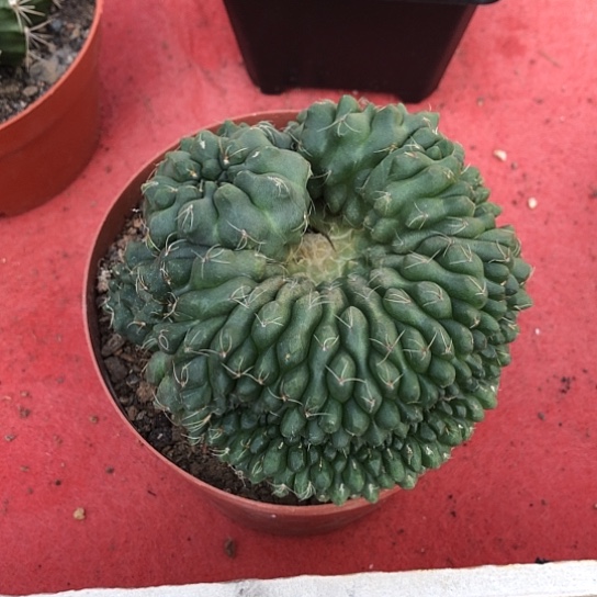  非花玉缀化开花球