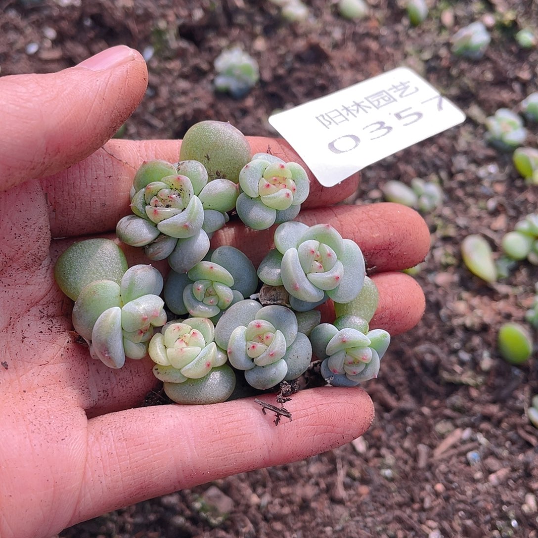 多肉植物多破植物357