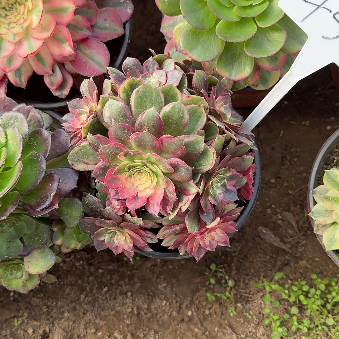 4531黑魔锦多肉法师