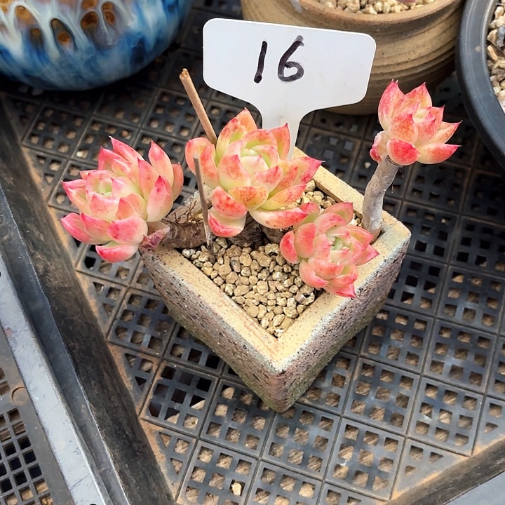 多肉植物，红女巫16号