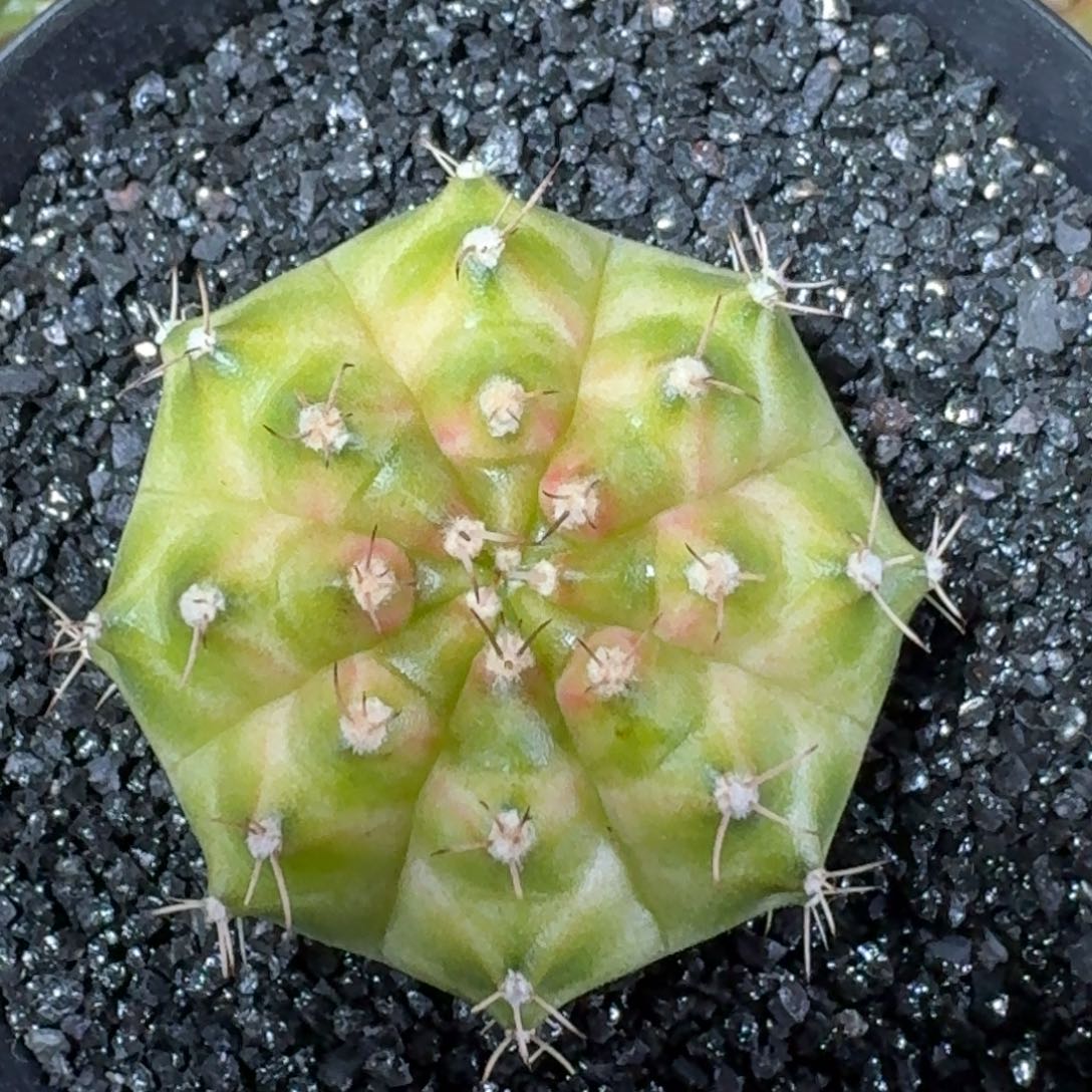 米哈实生自然锦泰国轮回母球355