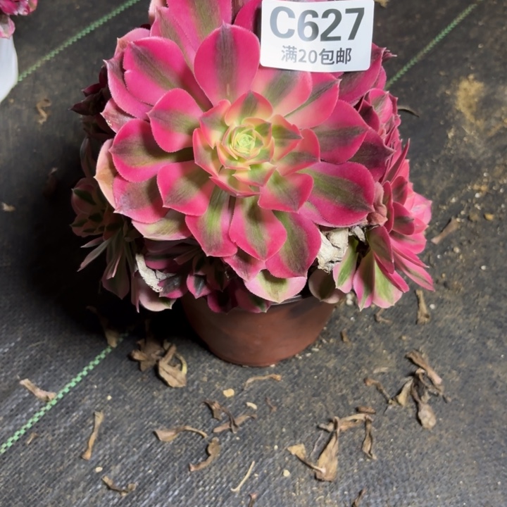 瑞妈一物一拍627