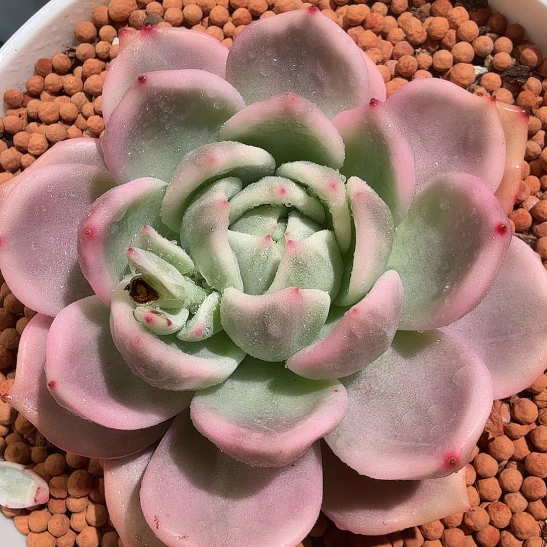 香槟锦，多肉植物