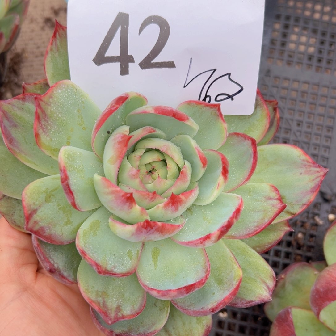 小****收42；法国和环境健健康康