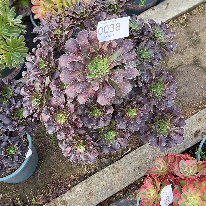 无***痕0038晚霞多肉植物