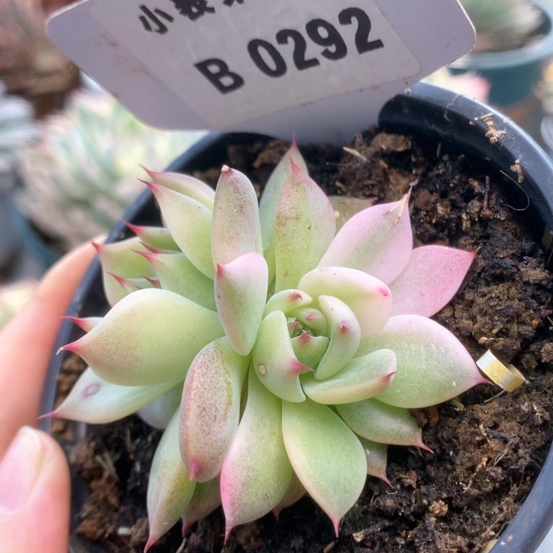 B292锦锦锦锦锦锦锦
