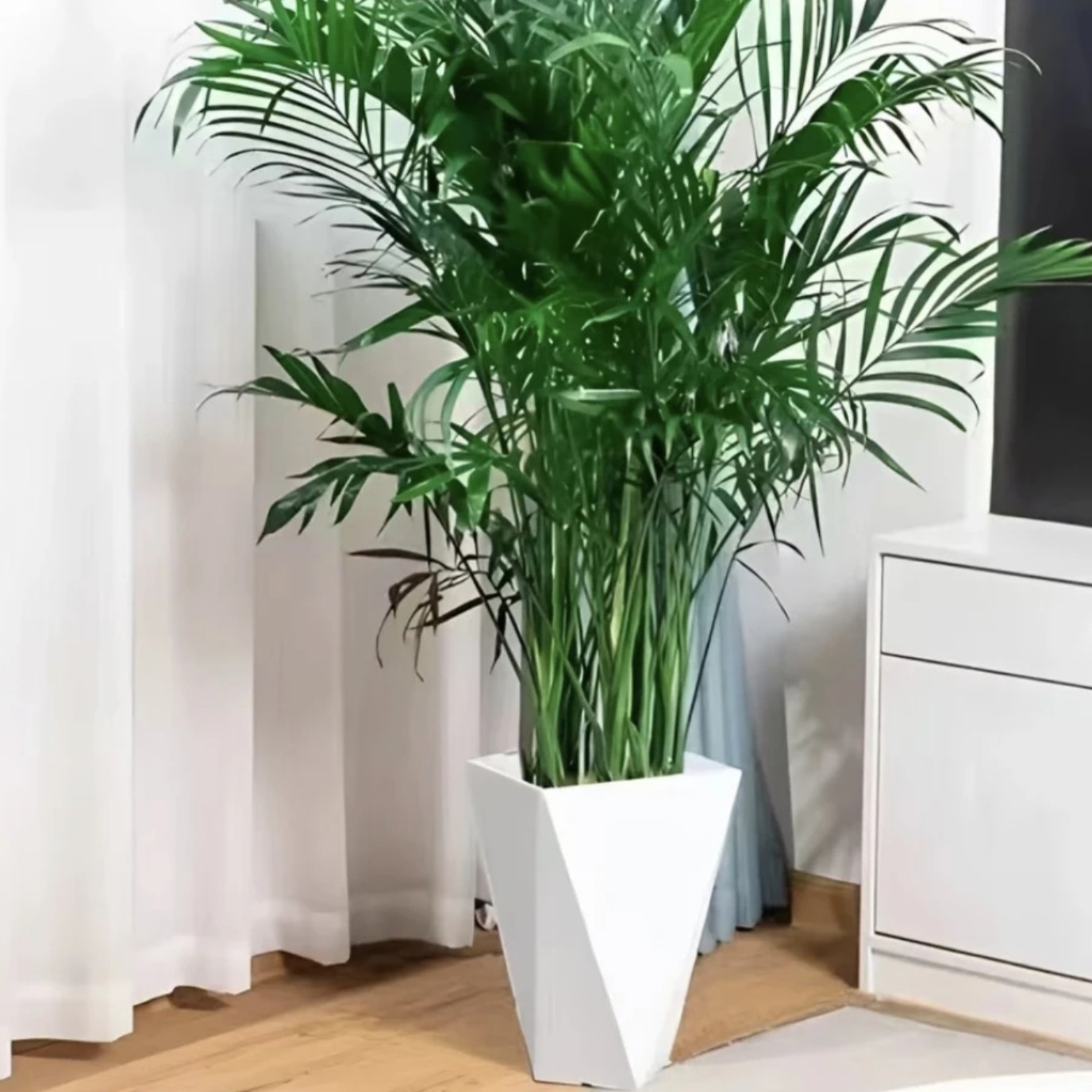 1.2-1.4米富贵椰子盆栽耐旱卧室散尾葵好养耐看净化空气