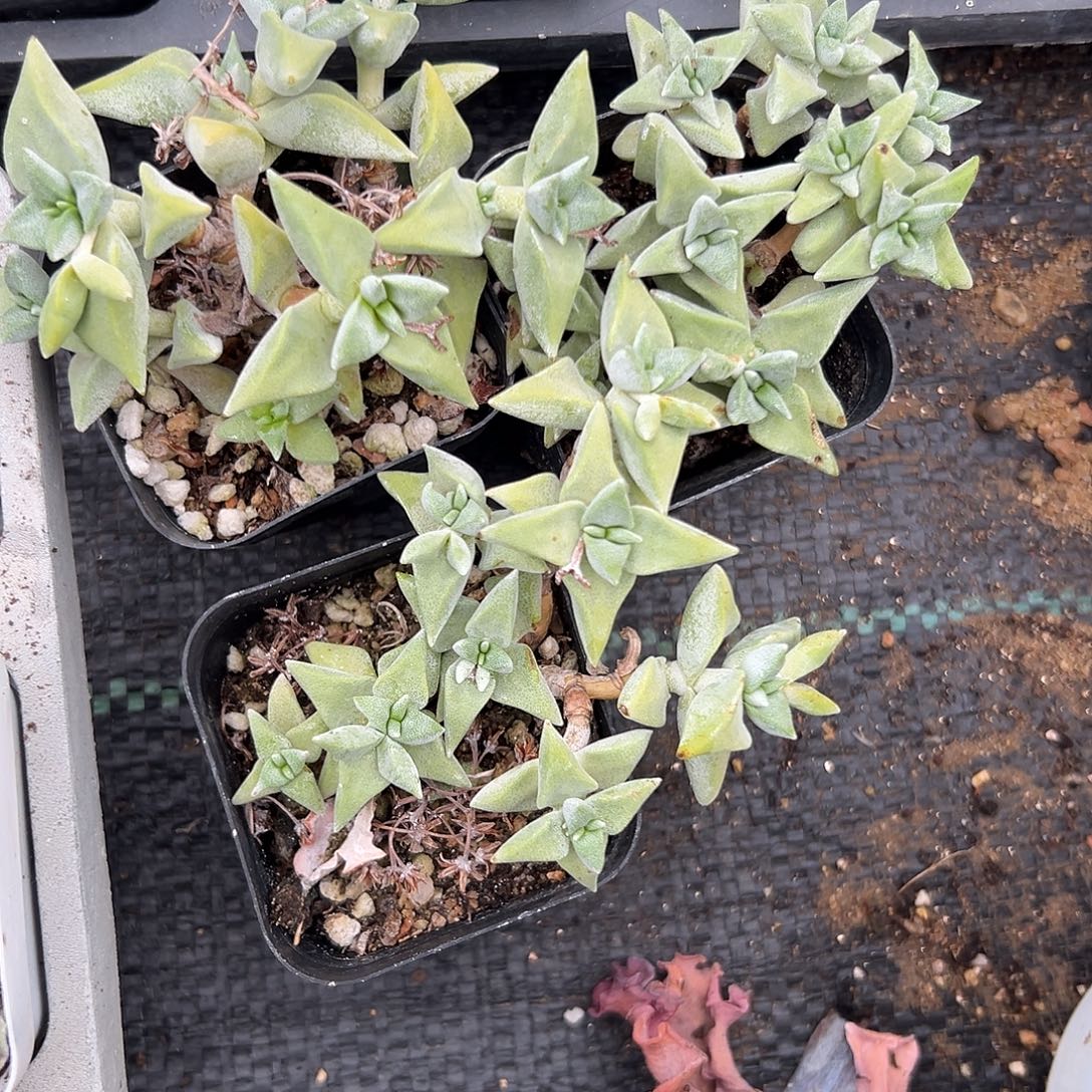 多肉植物行白鹭三颗