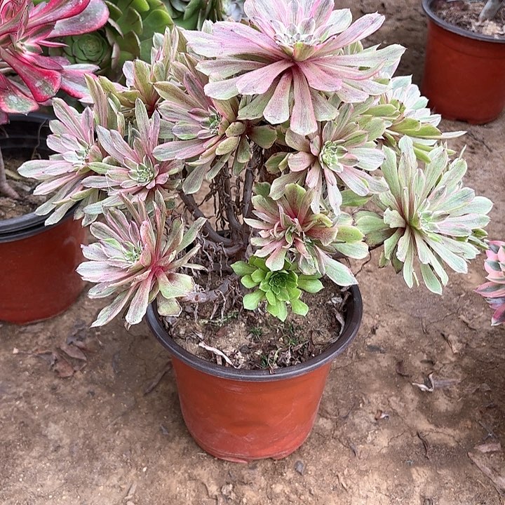 多肉植物荧火粉黛12