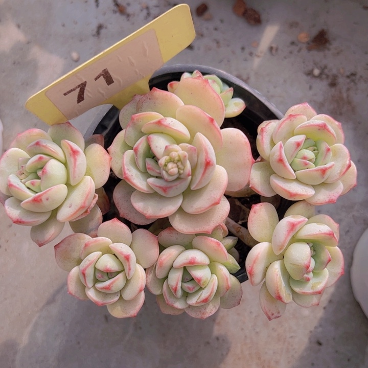 健健康康平平安安