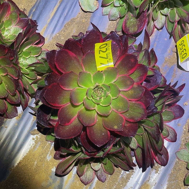 0277粉花妖多肉植物