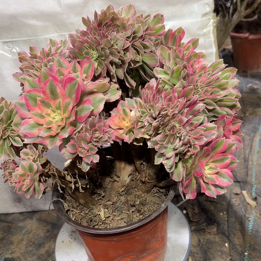 多368肉植物粉女巫缀花