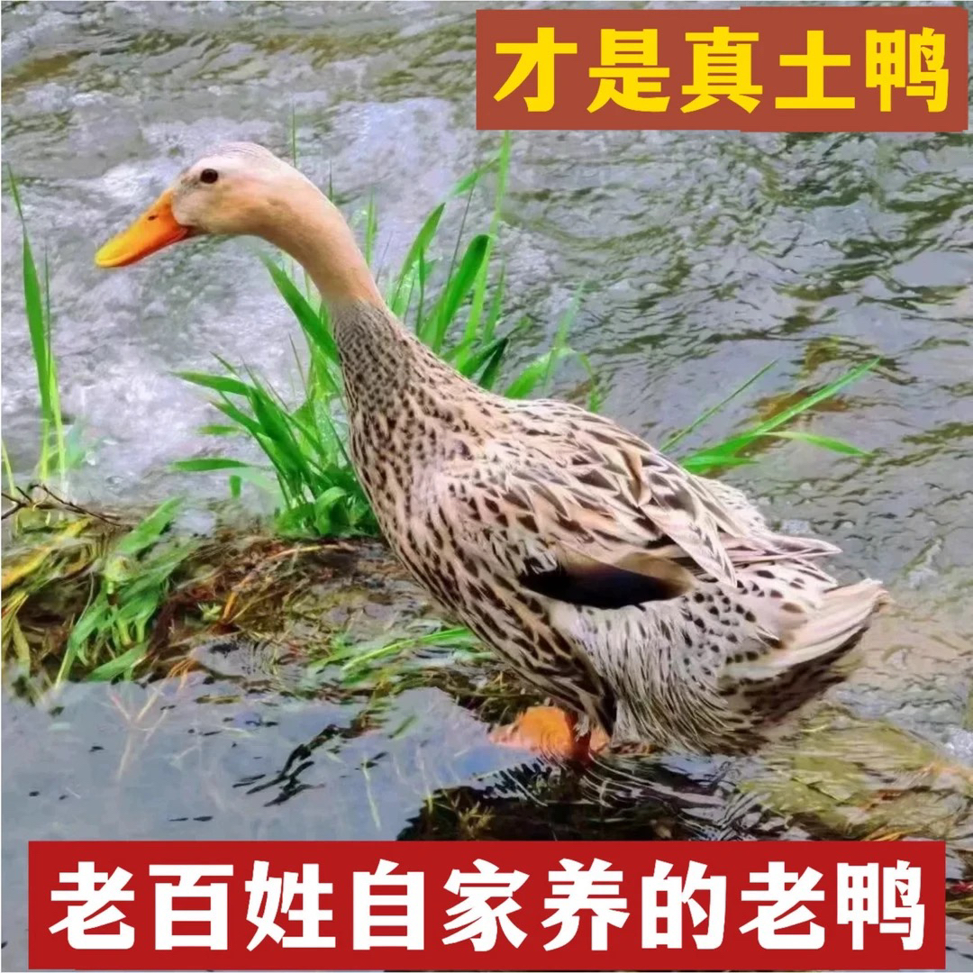 农家放养粮食老鸭，新鲜土鸭子肉质鲜美
