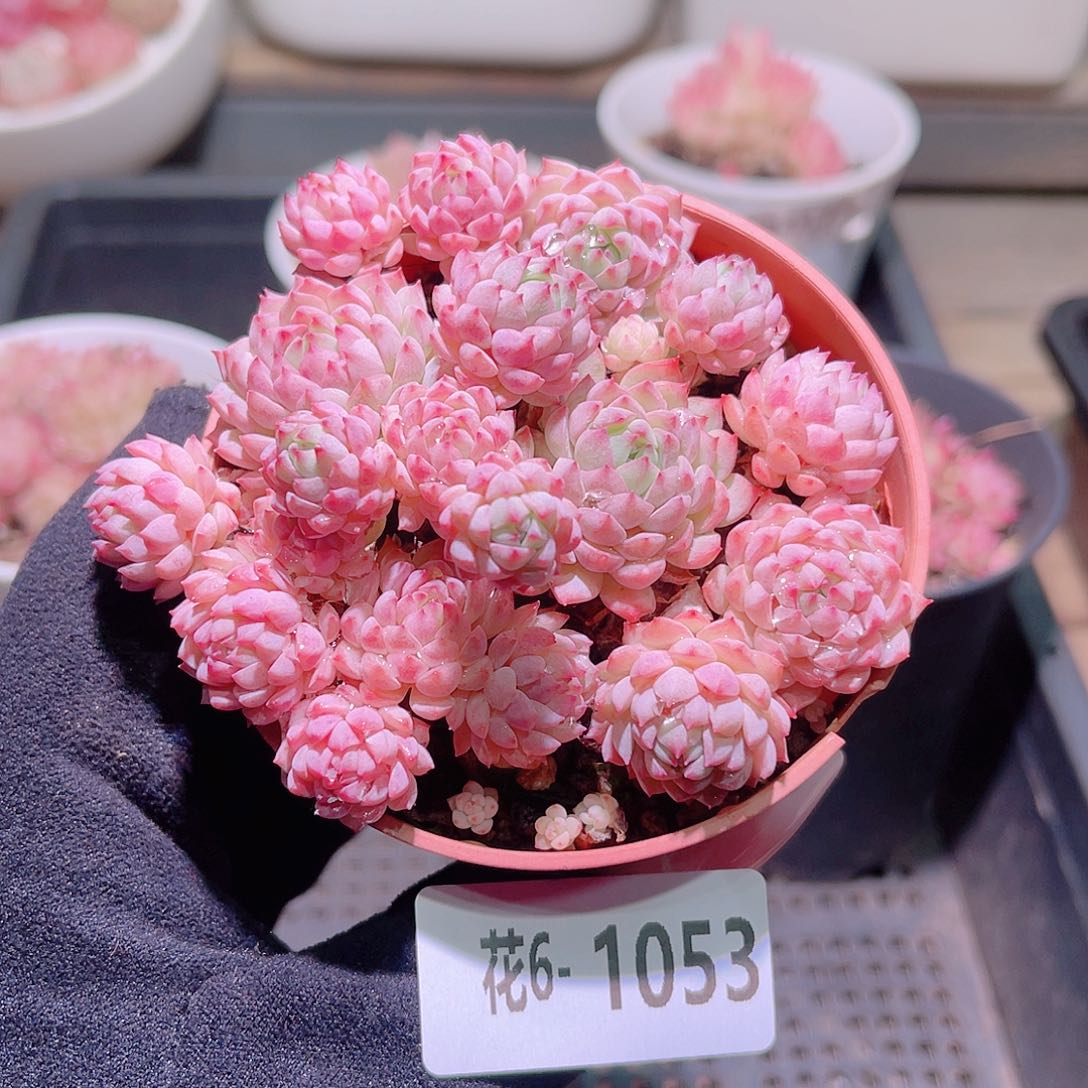 花利美6-1053小粉莓