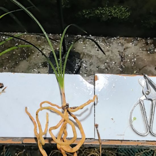 完全开放中华红素引种