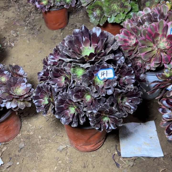多肉植物满江红法师41