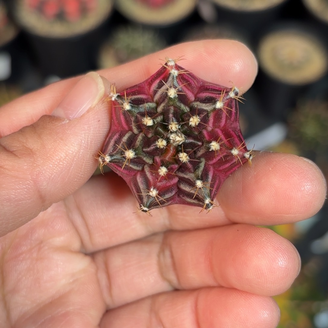 泰系实生乌贼仙人球28号