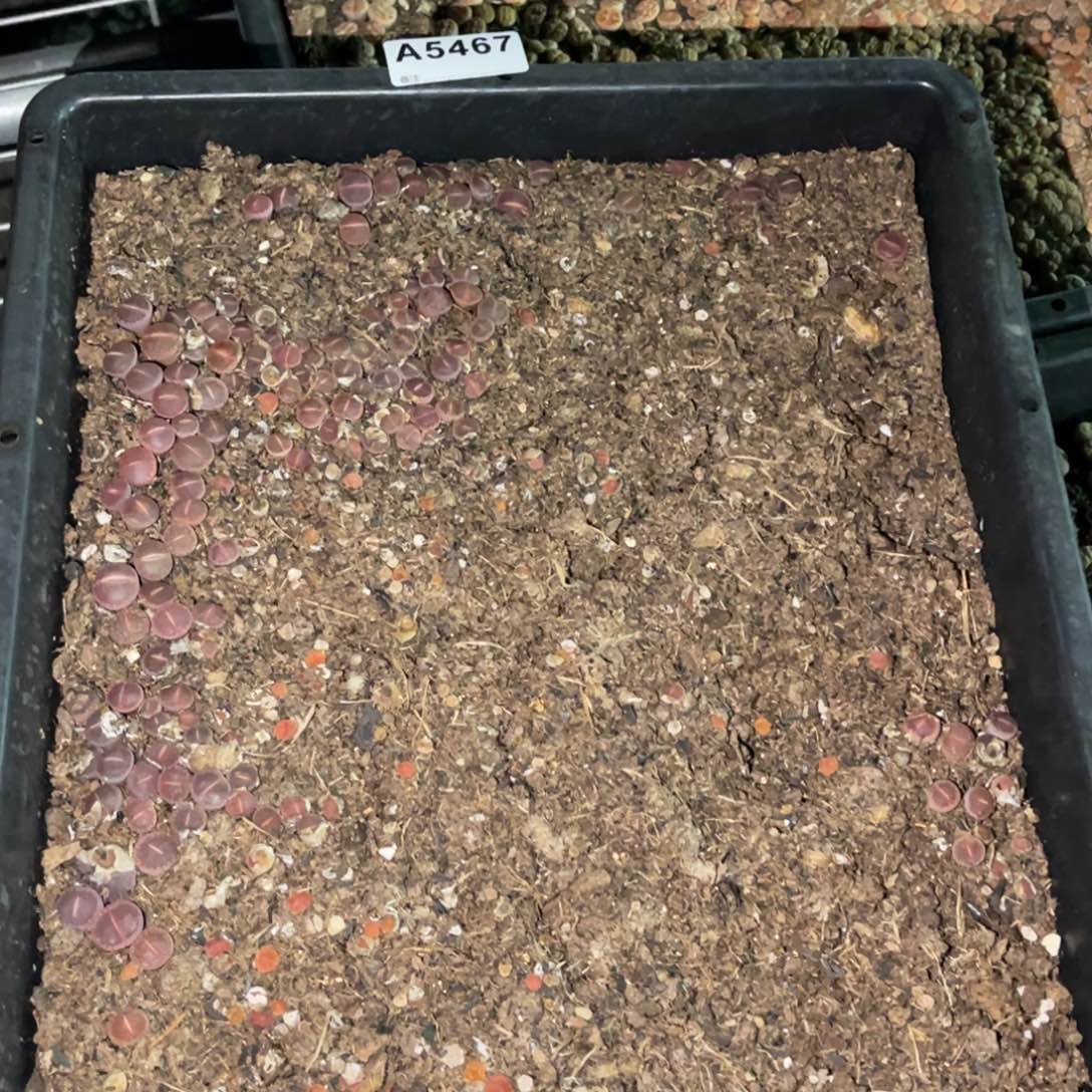 5467比利时ok 福利筐1不售后