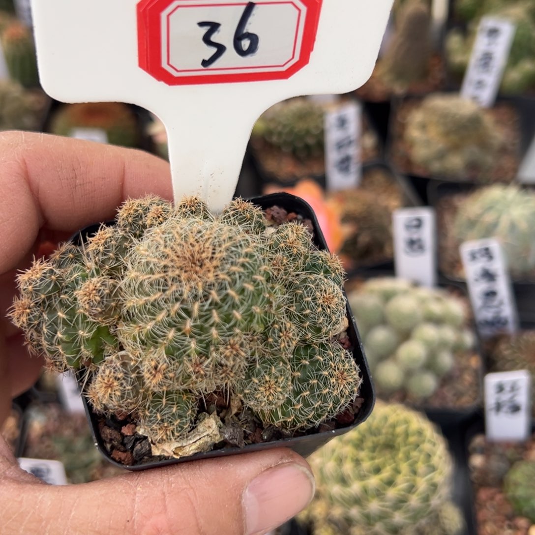 36盲拍沟宝山仙人球开花