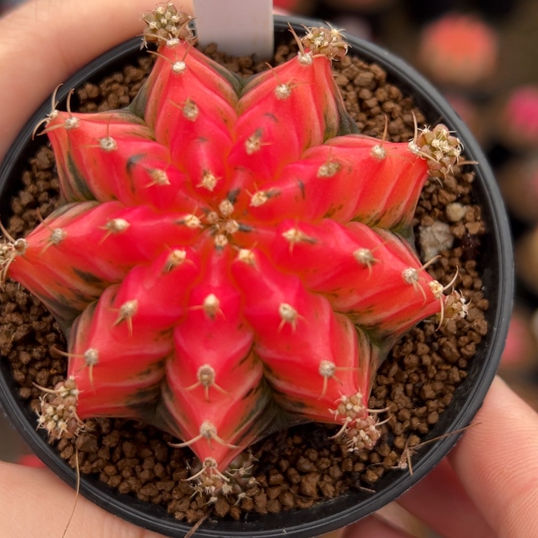 泰系实生水晶黑531