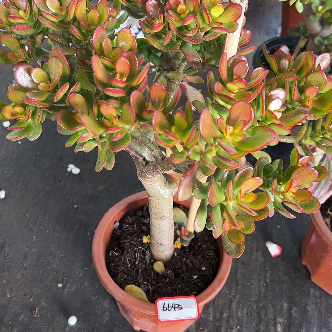 岁***好稀有姬红石化脱土发货6645